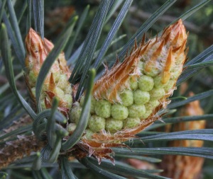 New season pine cones