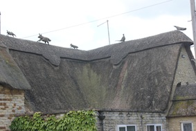 An interesting selection of thatch animals
